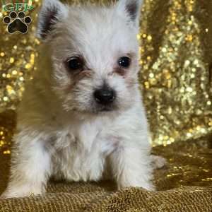 Dashi, West Highland Terrier Puppy